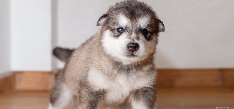 Do Dogs Detect Ultrasonic Humidifiers? Understanding Their Sensitivity