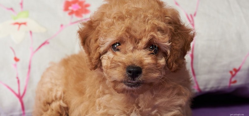 Do Dogs Detect Ultrasonic Humidifiers? Understanding Their Sensitivity