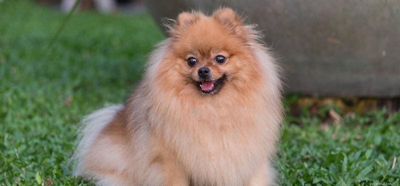 Do Dogs Detect Ultrasonic Pest Repellers? Understand the Impact on Your Pet