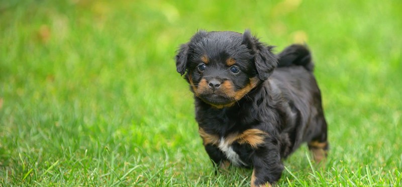 Do Dogs Detect Ultrasonic Pest Repellers? Understand the Impact on Your Pet