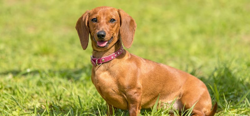 Do Dogs Detect Ultrasonic Pest Repellers? Understand the Impact on Your Pet