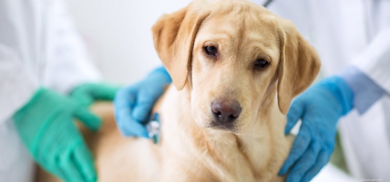 Do Dogs Detect Ultrasound? Understanding Their High-Frequency Hearing Capabilities