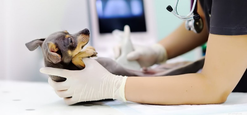 Do Dogs Detect Ultrasound? Understanding Their High-Frequency Hearing Capabilities