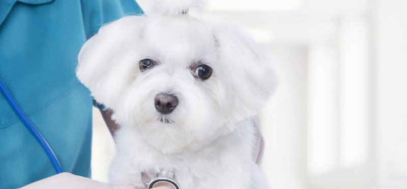 Do Dogs Detect Ultrasound? Understanding Their High-Frequency Hearing Capabilities
