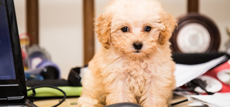 Do Dogs Really Hear Wi‑Fi Signals? The Science Behind It