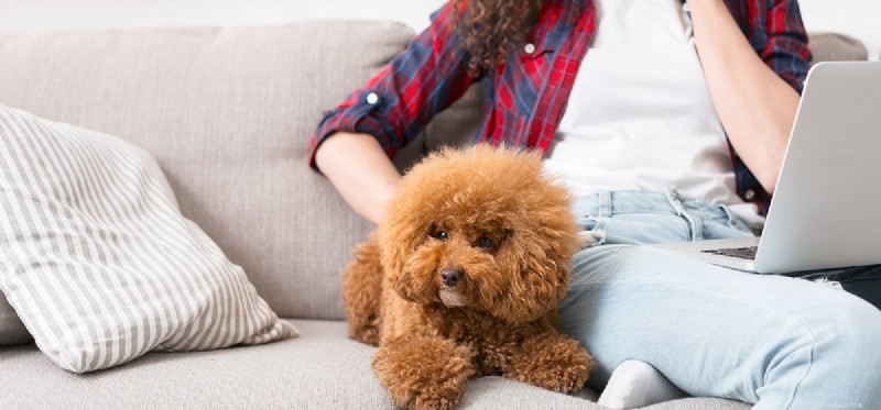 Do Dogs Really Hear Wi‑Fi Signals? The Science Behind It