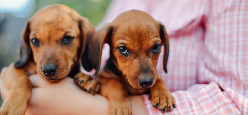 Can Dogs Detect Worms? How Dogs Use Scent and Sound to Find Underground Creatures