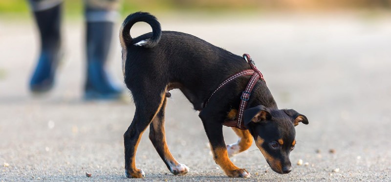 Can Dogs Detect Worms? How Dogs Use Scent and Sound to Find Underground Creatures