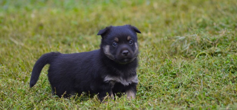 Can Dogs Detect Worms? How Dogs Use Scent and Sound to Find Underground Creatures