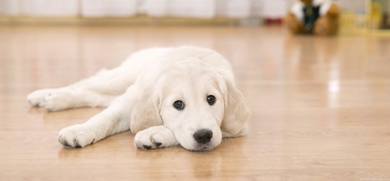 Can Dogs Detect Worms? How Dogs Use Scent and Sound to Find Underground Creatures