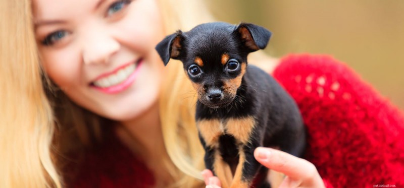 Do Dogs Actually Hear Your Thoughts? Understanding the Science Behind Canine Insight