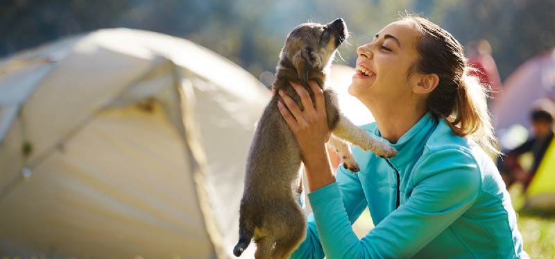 Do Dogs Actually Hear Your Thoughts? Understanding the Science Behind Canine Insight