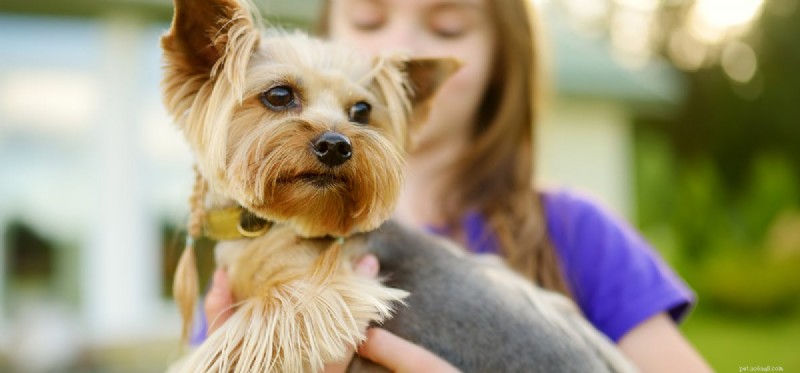 Dogs as Allies for ADHD: How Canine Support Improves Focus and Well‑Being