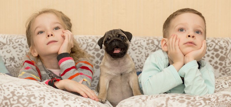 Dogs as Allies for ADHD: How Canine Support Improves Focus and Well‑Being