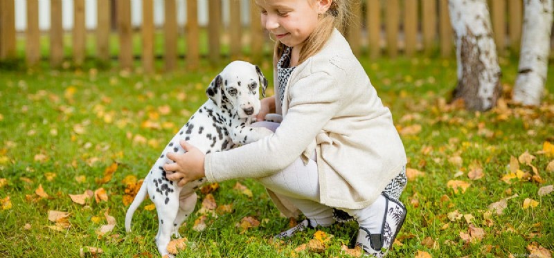 Dogs as Allies for ADHD: How Canine Support Improves Focus and Well‑Being