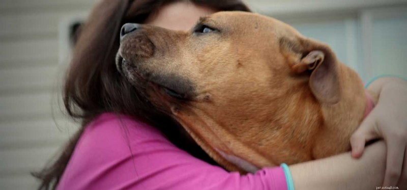 How Dogs Can Alleviate Anxiety: Proven Benefits & Practical Tips