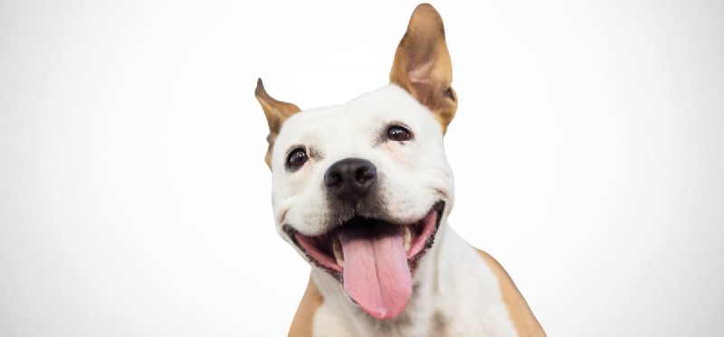 How Dogs Improve Mental Health: Benefits, Science, and Tips