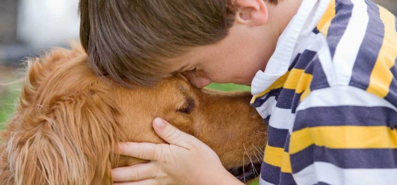Can Dogs Ease Grief? How Pets Provide Comfort in Loss