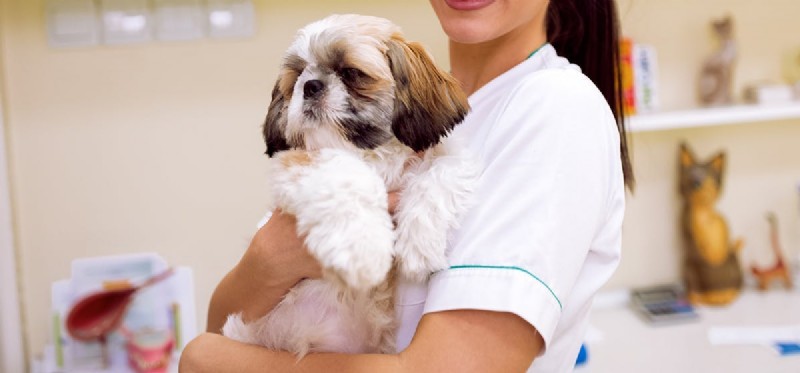 How Dogs Improve Mental Health: Benefits, Science, and Tips