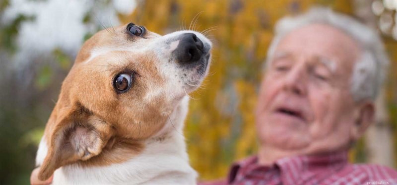 How Dogs Reduce Stress: Science-Backed Benefits for Your Well-Being