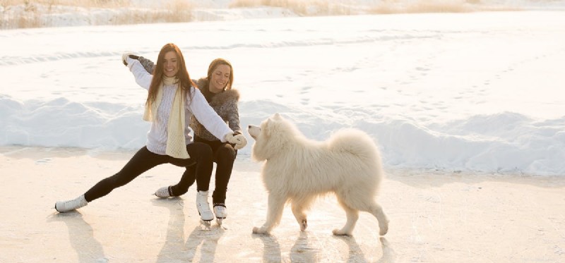Can Dogs Learn to Ice Skate? Expert Tips and Safety Advice