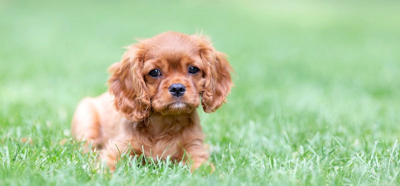 Do Dogs Recognize Their Own Breed? A Scientific Exploration