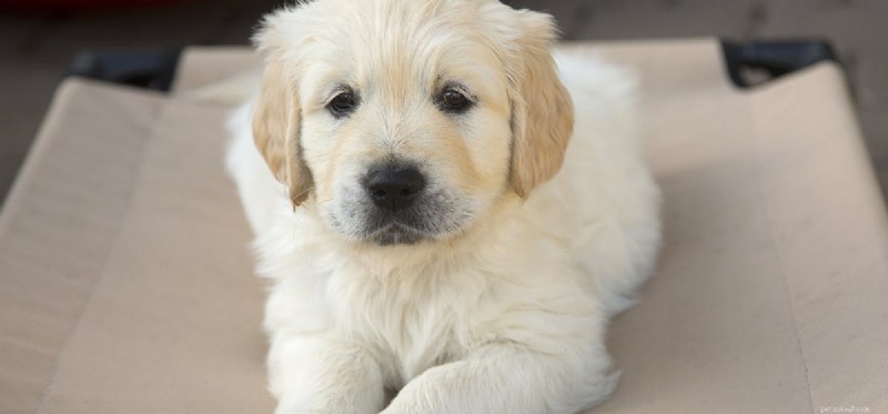Do Dogs Recognize Their Own Breed? A Scientific Exploration