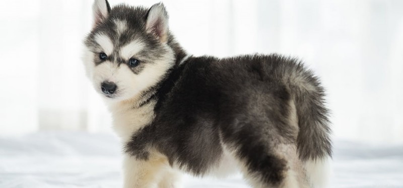 Do Dogs Recognize Their Own Breed? A Scientific Exploration