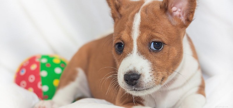 Do Dogs Experience Imprinting? Understanding Puppy Bonding and Learning
