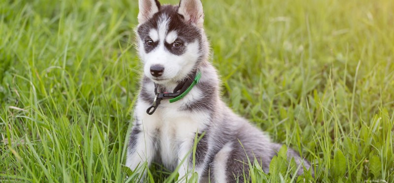 Do Dogs Experience Imprinting? Understanding Puppy Bonding and Learning