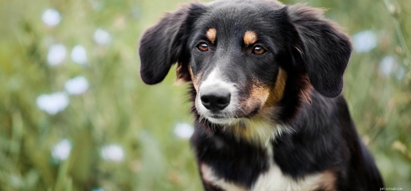 Do Dogs Experience Imprinting? Understanding Puppy Bonding and Learning