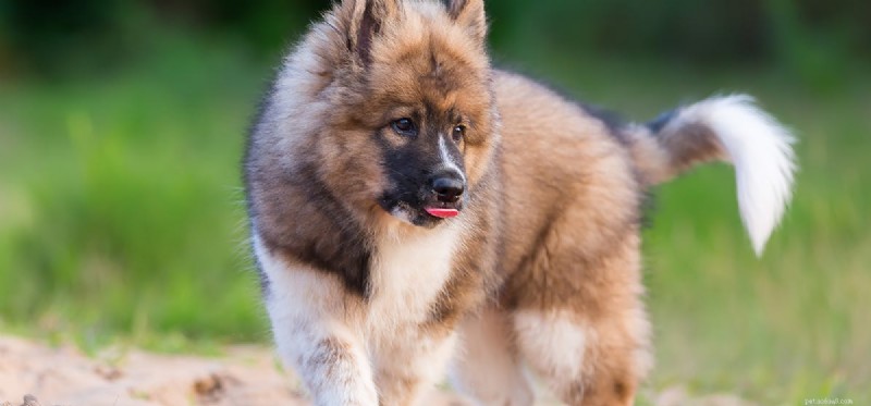 Do Dogs Experience Imprinting? Understanding Puppy Bonding and Learning