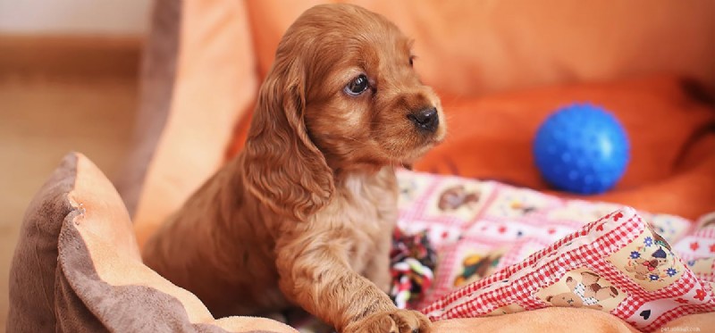 Is Coconut Oil Safe for Dogs? Benefits & Safety Guide