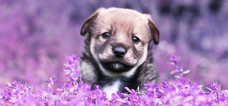 Is Coconut Oil Safe for Dogs? Benefits & Safety Guide