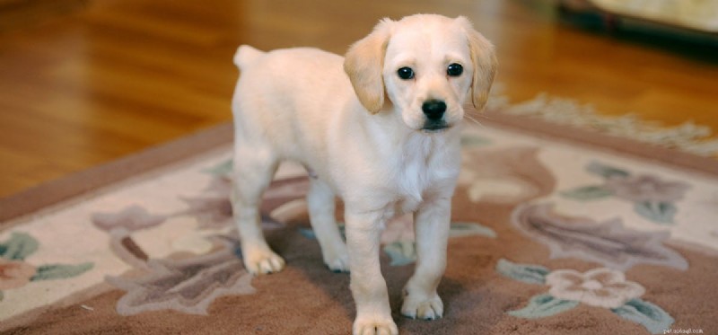 Is Coconut Oil Safe for Dogs? Benefits & Safety Guide