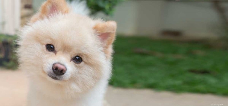 Can Dogs Safely Consume Essential Oils? Expert Guidance