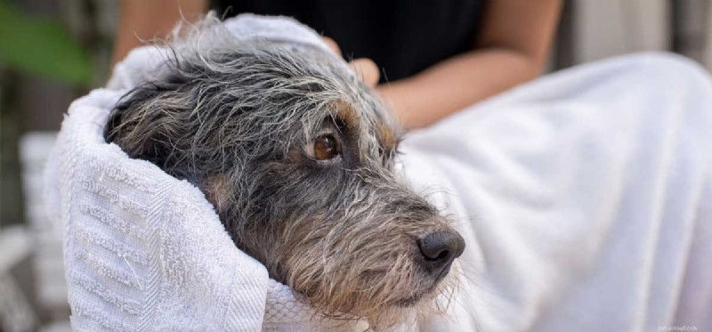 Can Dogs Safely Consume Essential Oils? Expert Guidance