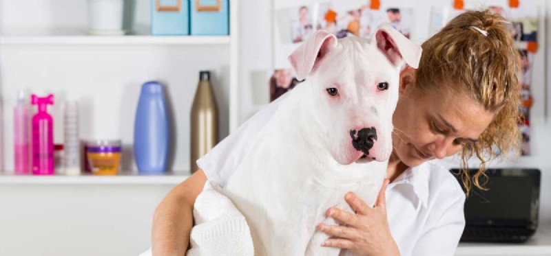 Can Dogs Safely Consume Essential Oils? Expert Guidance