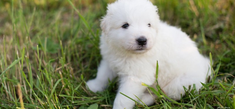 Do Dogs Understand Death? Insights into Their Grief and Compassion
