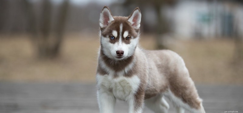 Do Dogs Understand Death? Insights into Their Grief and Compassion