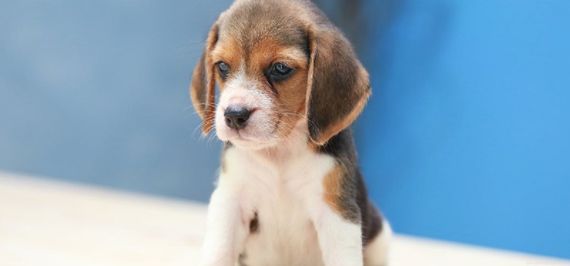 Do Dogs Understand Death? Insights into Their Grief and Compassion
