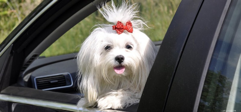 Can Dogs Really Drive? Debunking the Myth and Exploring Their Intelligence
