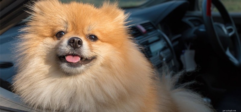 Can Dogs Really Drive? Debunking the Myth and Exploring Their Intelligence