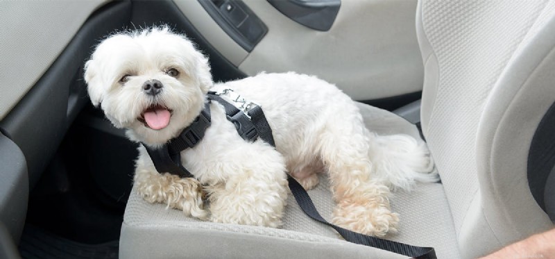 Can Dogs Really Drive? Debunking the Myth and Exploring Their Intelligence