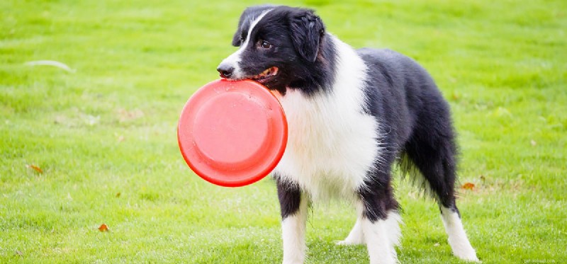 Teaching Your Dog to Catch Frisbee: A Step-by-Step Guide