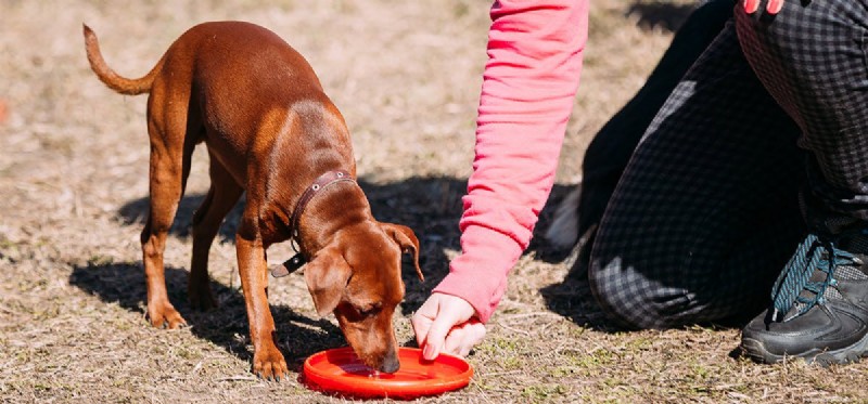 Teaching Your Dog to Catch Frisbee: A Step-by-Step Guide