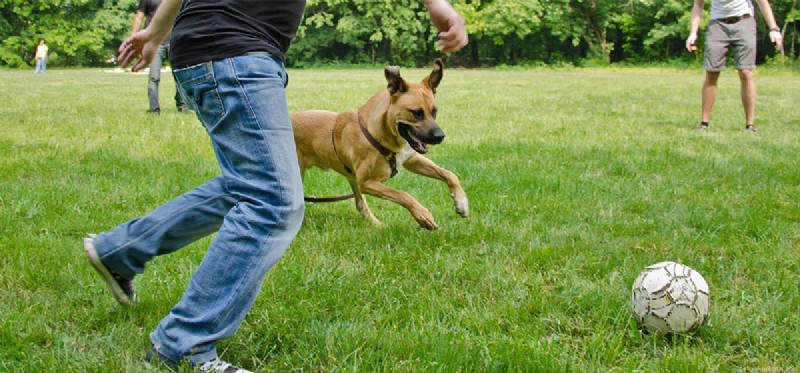 Teach Your Dog Amazing Tricks: A Step-by-Step Guide