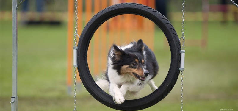 Teach Your Dog Amazing Tricks: A Step-by-Step Guide