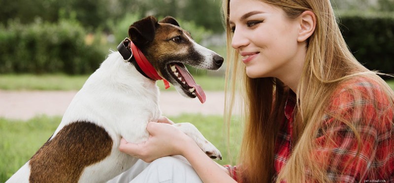 Teach Your Dog Amazing Tricks: A Step-by-Step Guide