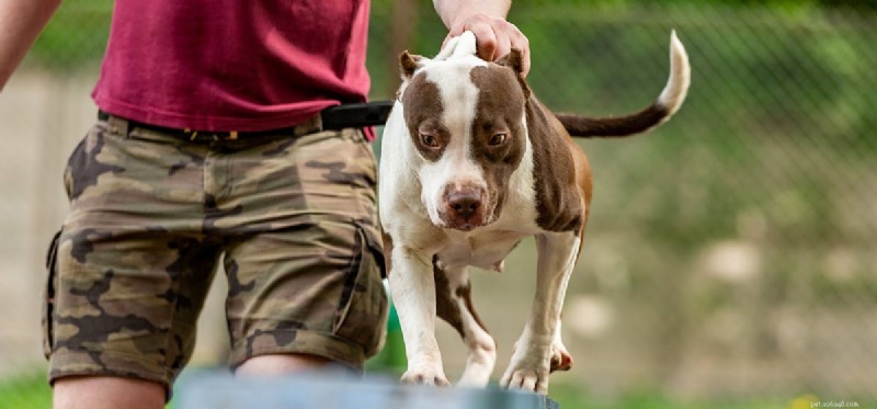 Teach Your Dog Amazing Tricks: A Step-by-Step Guide